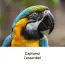 Image carousel